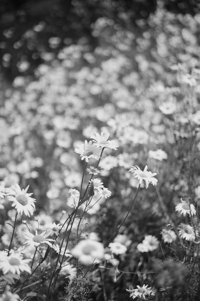 灰度白色花朵的照片
